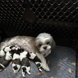 Shih Tzu puppies from Steel Blue Diamond Kennel