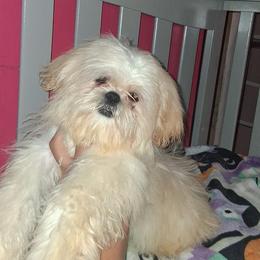 Boy 1 - Cream and white male Shih Tzu puppy in Birmingham, Alabama from K&D kennels