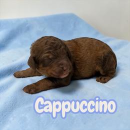 Cappuccino - Sable male Poodle puppy in Ellenburg Center, New York from Kristin's Puppies