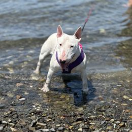 Blanca - Miniature Bull Terrier