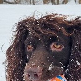 Maggie - Boykin Spaniel