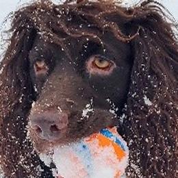 Maggie - Boykin Spaniel