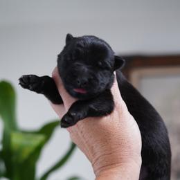 Sloane - Black female German Shepherd puppy in Coarsegold, California from Yosemite Shepherds