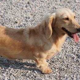 Dachshunds from Royal Paws