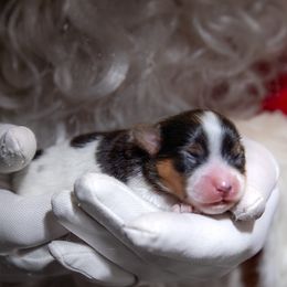 Traveler - Black and white male Companion Cross puppy in Davenport, Washington from Lovely Ladies and Little Asses Miniature Equines (L3A Pomeranians & Papillons)