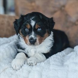 Red - Black tri-color male Australian Shepherd puppy in Yakima, Washington from Naches Heights Ranch