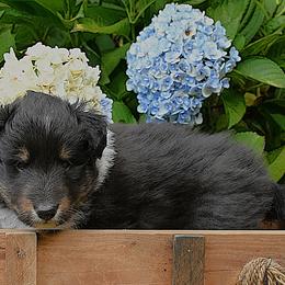 Tri boy - White black and tan male Shetland Sheepdog puppy in Castle Rock, Washington from RimRanch Shelties
