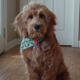 Bernedoodle and Double Doodle Puppies from Cloud Nine Doodles