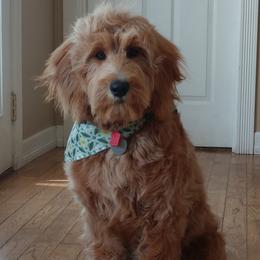 Bernedoodle and Double Doodle Puppies from Cloud Nine Doodles