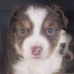 Australian Shepherds from Mike's Mini Australian Pups