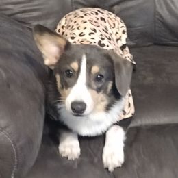 Miniature Schnauzers and Pembroke Welsh Corgis from Wooten Farm