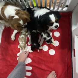 Black Russian Terrier and Cavalier King Charles Spaniel Puppies from Ocean Gem & Guardian Bears