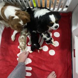 Black Russian Terrier and Cavalier King Charles Spaniel Puppies from Ocean Gem & Guardian Bears