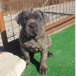 Amara - Gray female Cane Corso puppy in Nashville, Tennessee from Prestigious K9