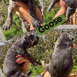 GOOSE - Brindle male Great Dane puppy in Wellsville, New York from Prophecy Danes