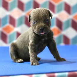 Purple Collar - Gray female Cane Corso puppy in Lusby, Maryland from Coastal View Kennels