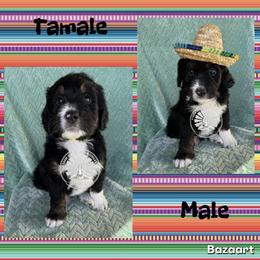 Tamale - Tri-color male Bernedoodle puppy in Godwin, North Carolina from Farm Sweet Farm Doodles