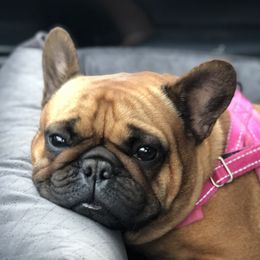 Tess - French Bulldog