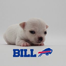 Chihuahua Puppies from Precious Paws of Florida