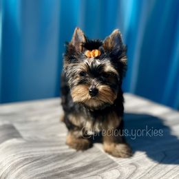 Orange Collar - Black and tan Yorkshire Terrier puppy in San Jose, California from Precious Yorkies