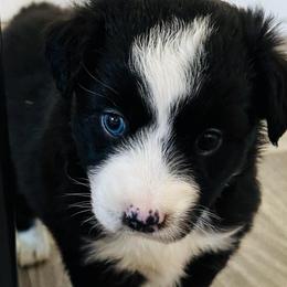 Night - Black & white female Miniature Australian Shepherd puppy in Norco, California from Joyfulpuppies