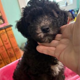 Joey - Silver male Poodle puppy in Sarasota, Florida from Paradise Poodles