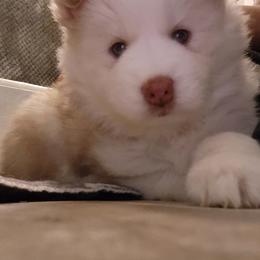 Pomsky and Siberian Husky Puppies from Whitmore Wolfpack LLC