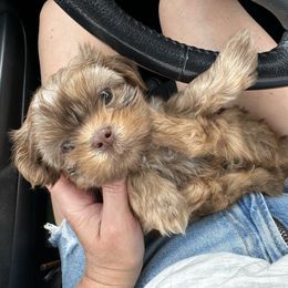 Bailey - Liver female Shih Tzu puppy in Kodak, Tennessee from Cutshall Babies
