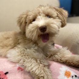 Sienna - Miniature Schnauzer