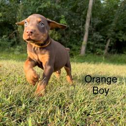 Orange Boy - Red and rust male Doberman Pinscher puppy in Knox, Indiana from Double River Dobermans