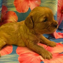 Red Velvet Cake - Brown female Cavapoo puppy in Lewisburg, Pennsylvania from Jessie's Puppies
