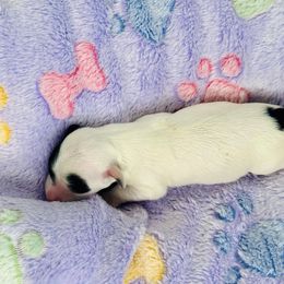 Havanese Puppies from Havanese Acres