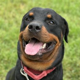Rottweilers from Chriskennels
