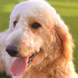 Shelly - Goldendoodle