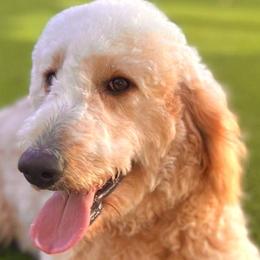Shelly - Goldendoodle
