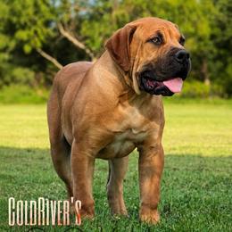 GOKU - Red male Boerboel puppy in Pennsylvania from Cold River Boerboels