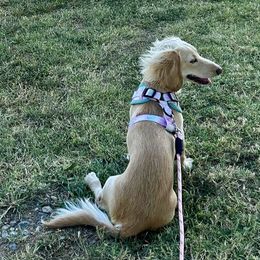 Dachshunds from Kaci M