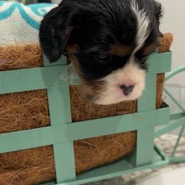 Chandler - Tri-color male Cavalier King Charles Spaniel puppy in St. George, Maine from Cloud Nine Cavaliers