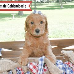 Goldendoodle Puppies from Blessed Day Doodles