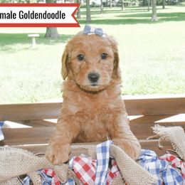 Goldendoodle Puppies from Blessed Day Doodles