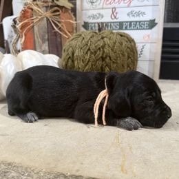 Tan - Black female German Shorthaired Pointer puppy in Huntington, Texas from B&B GSP’S