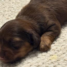 Winnie - Wild boar female Dachshund puppy in Hardy, Arkansas from Tracy's Dachshunds