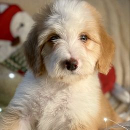 CANDY CORN - red abstract girl - Red female Bernedoodle puppy in Lookout, California from Remington Kennels, LLC