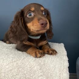 Dachshund Puppies from Suwannee River Doxies