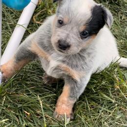 Cheq - Blue speckled female Australian Cattle Dog puppy in Billings, Montana from Sugarloaf French bulldogs and Australian cattle dogs