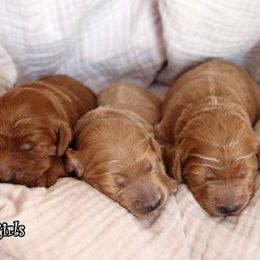 Goldendoodle puppies from Knapp's Paw Prints
