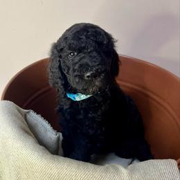 Reina - Black female Goldendoodle puppy in Macclenny, Florida from Davis's Doodles