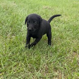 Lillie - Black female Labrador Retriever puppy in Carriere, Mississippi from Cajun Water Retrievers