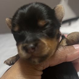Girl 3 - Black and tan Yorkshire Terrier puppy in Yakima, Washington from Devine Yorkies