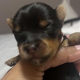 Girl 3 - Black and tan Yorkshire Terrier puppy in Yakima, Washington from Devine Yorkies